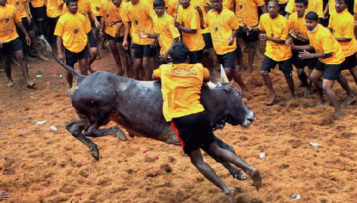 jallikattu 